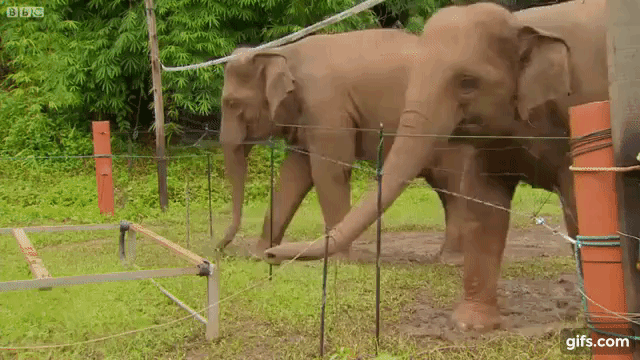 Elephants Working Together