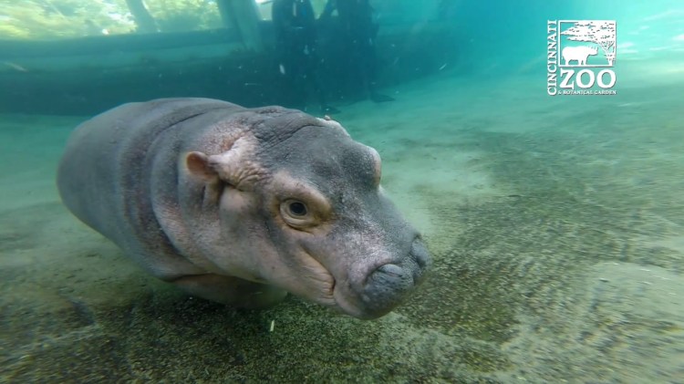 Fiona the Baby Hippo Practices Her Deep Water Surfacing Skills After ...