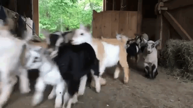 Hungry Baby Goats Rush to Breakfast