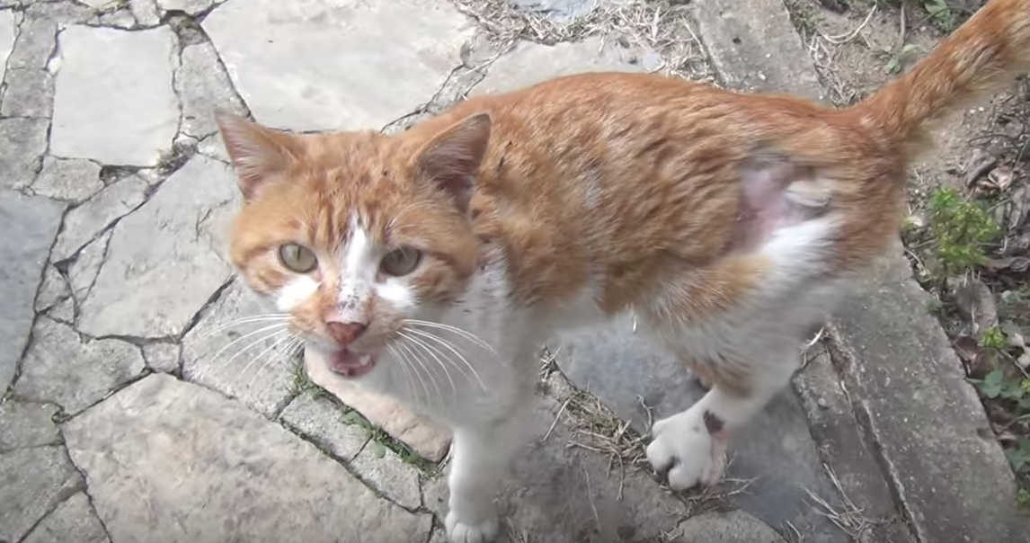 A Vocal Stray Cat With an Injured Foot 