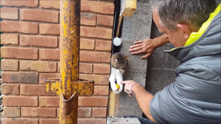 Kitty Coming Out of Wall