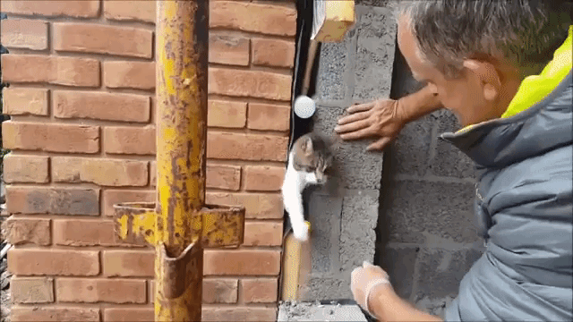 Kitty in Brickwork