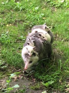 Mama Opossum