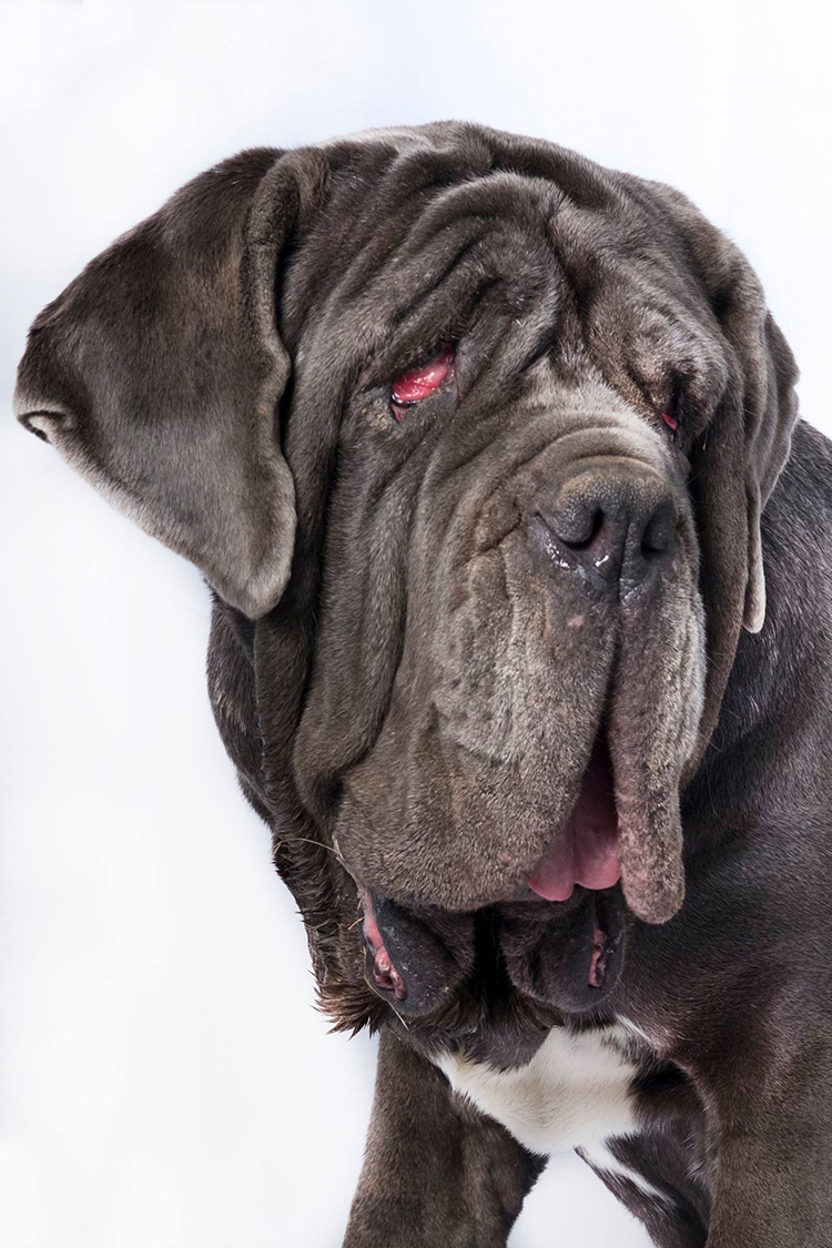 Martha World's Ugliest Dog 2017