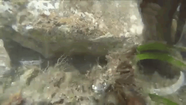 Octopus Grabs GoPro