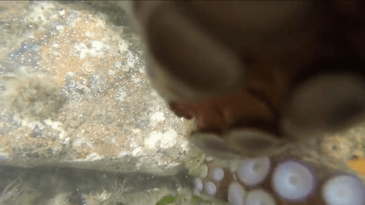 Octopus Suckers GoPro