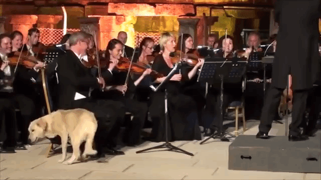 Orchestral Dog