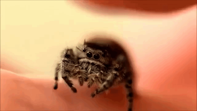 Petting a Phidippus Adumbratus Jumping Spider