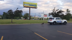 turkey chasing police car