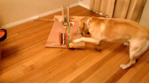 Dog Figures Out Rube Goldberg Machine
