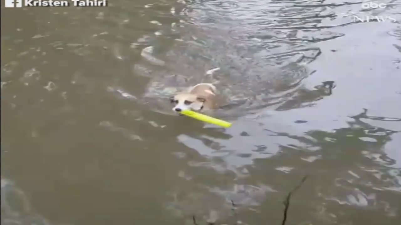 a-determined-dog-swims-through-h.jpg