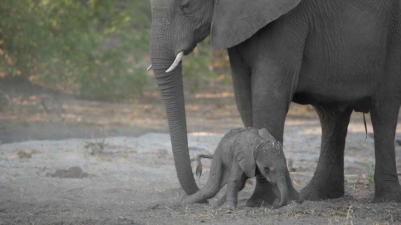An Adorably Clumsy Newborn Baby Elephant Tries to Walk With the Gentle Enco...