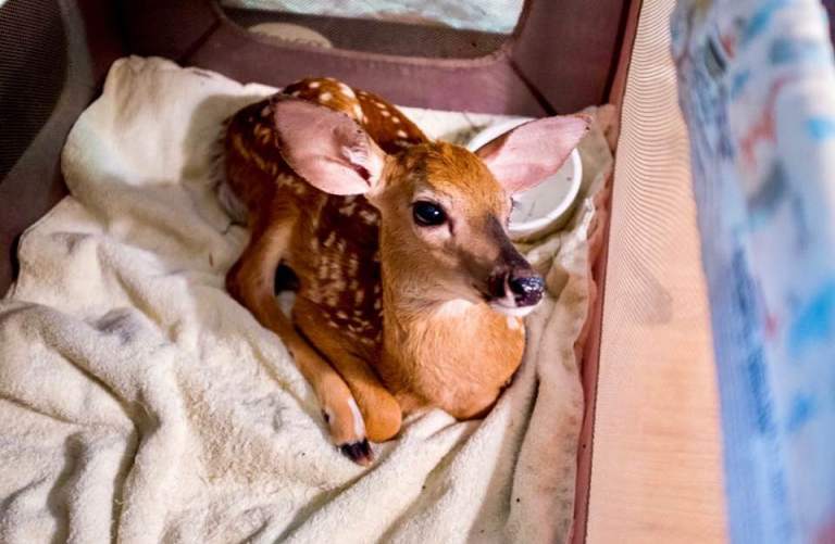 Baby Deer