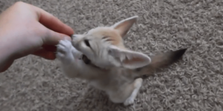 Baby Fennec Fox