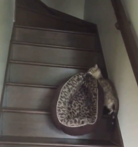 Bengal Cat Bed Stairs