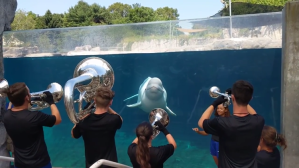 Brass Band Beluga Whale