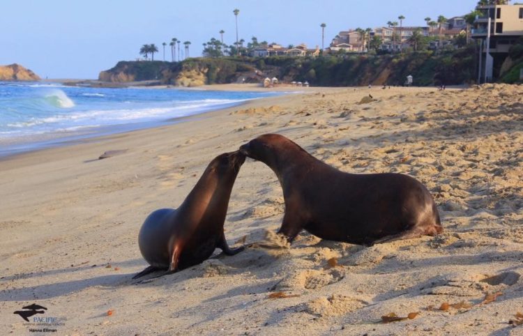 A Pair of Rescued Sea Lion Pups Kiss Goodbye Just Before ...