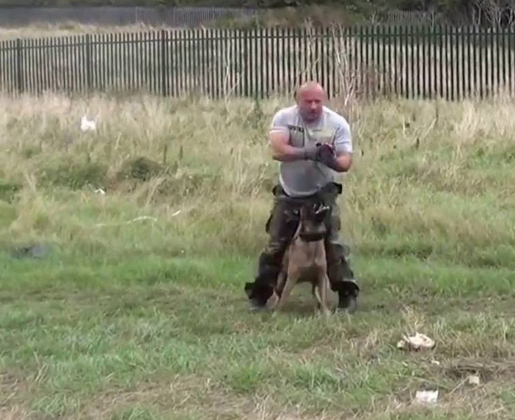 Canine Crowd Control