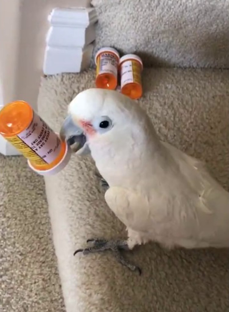 cockatoo-pill-bottles-shake.jpg