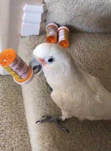 Cockatoo Pill Bottles Shake