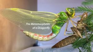 Dragonfly Metamorphosis