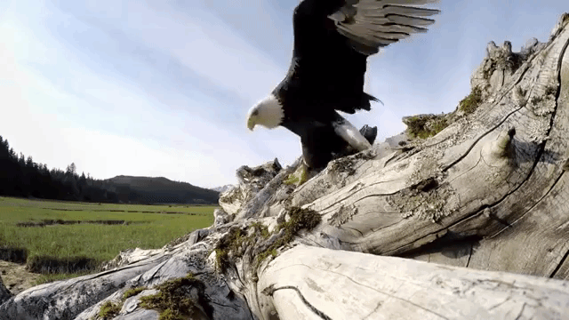 Eagle GoPro