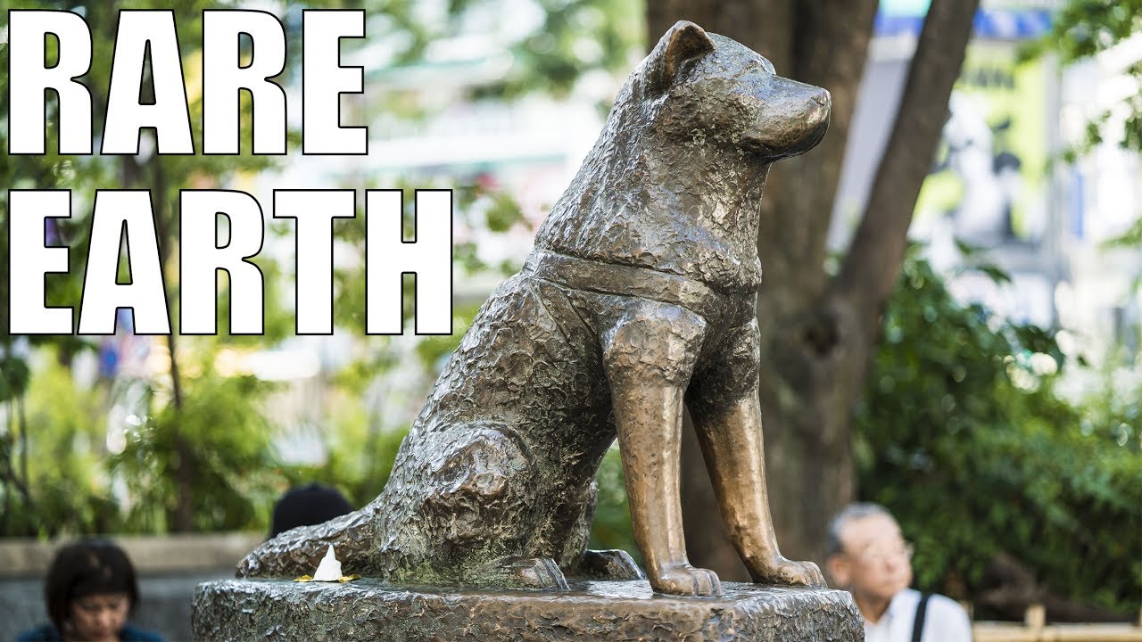 How a Loyal Akita Named Hachiko Became the Most Famous Dog in the World