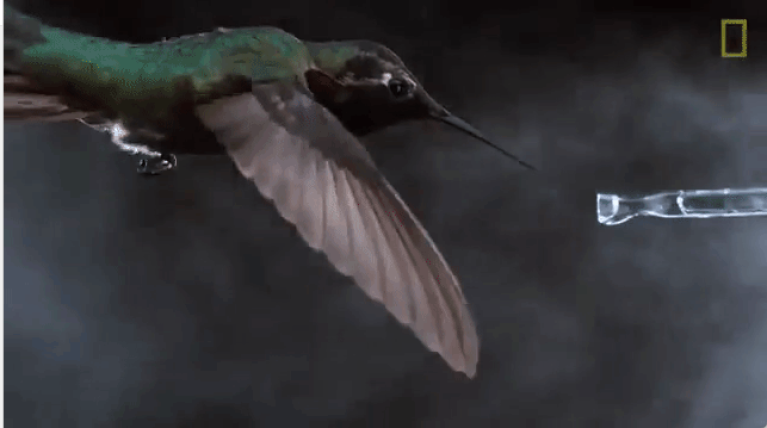 Hummingbird in Flight