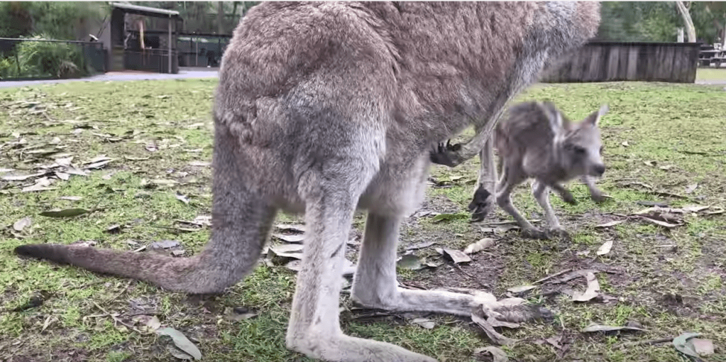 A Bouncy Baby Kangaroo Takes His First Hops Under the Watchful Eye of ...