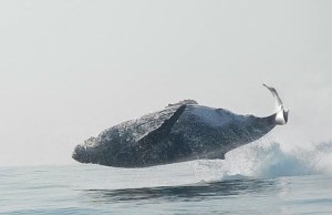 Leaping Whale