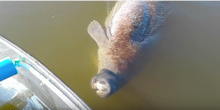 Manatee See Through Canoe