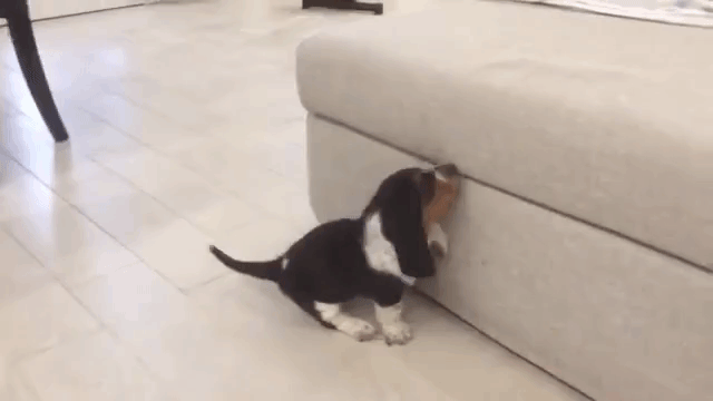 Mirtilla Basset Hound Puppy Backwards Fall