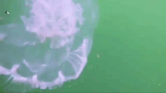 Moon Jellyfish Coyote Peterson