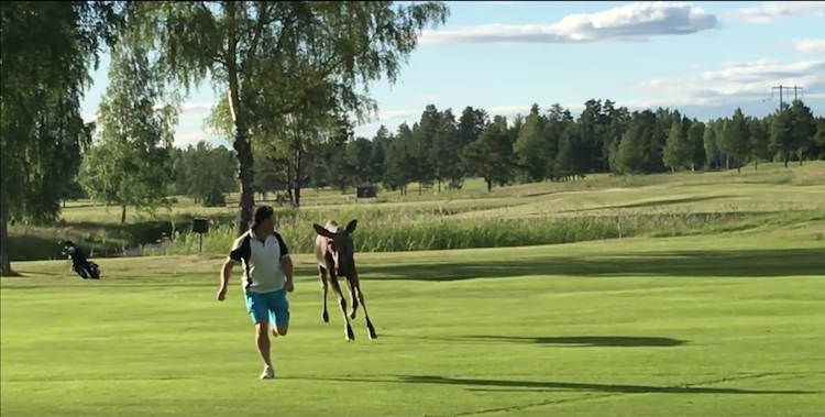 A Persistent Baby Moose Chases a Spooked Golfer Off a 