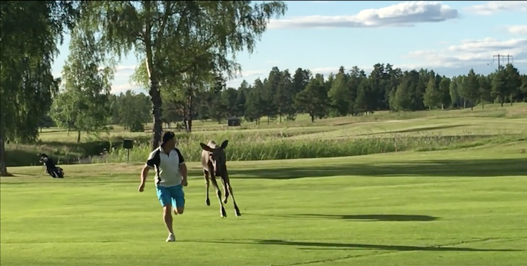 Moose Golf Course Sweden