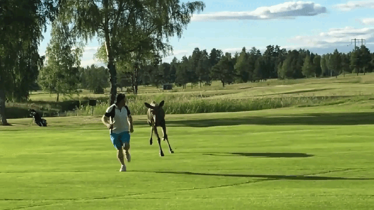 Moose on a Golf Course