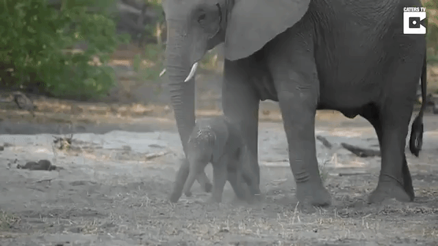 Newborn Elephant Tries to Walk