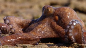 Octopus on Land