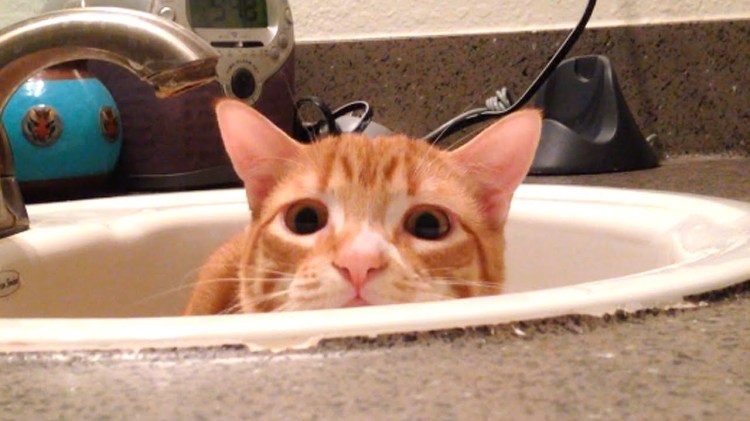 Orange Tabby Cat Half-Heartedly Hides From His Human’s Hand While Safe Inside the Bathroom Sink