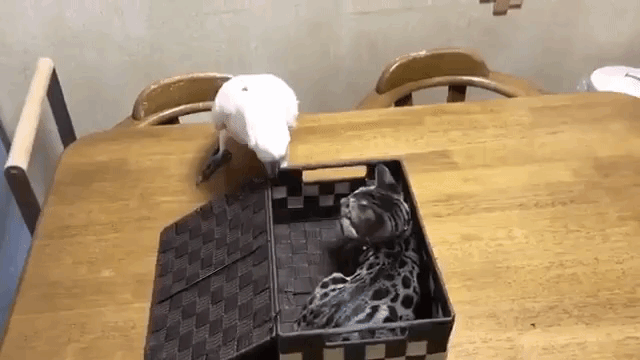 Parrot find Kitten in Box