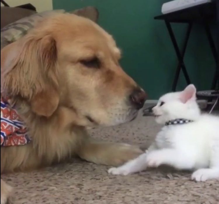 Playful Kitten Tolerant Dog