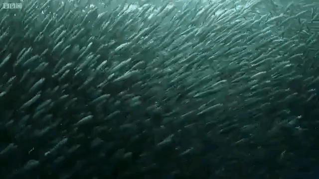 sardine shoal sea lions dolphins