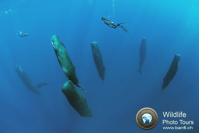 A Stunning Photo That Captures A Pod Of Sleeping Sperm Whales As They