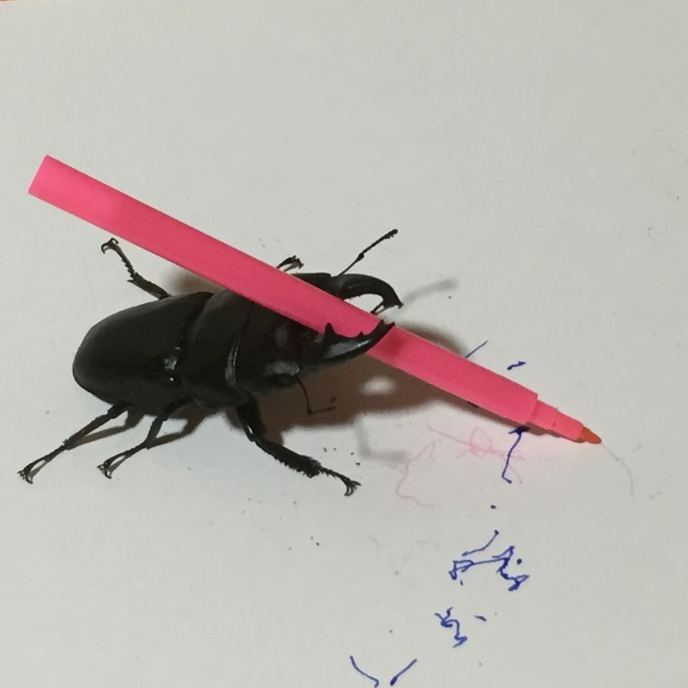 Stag Beetle