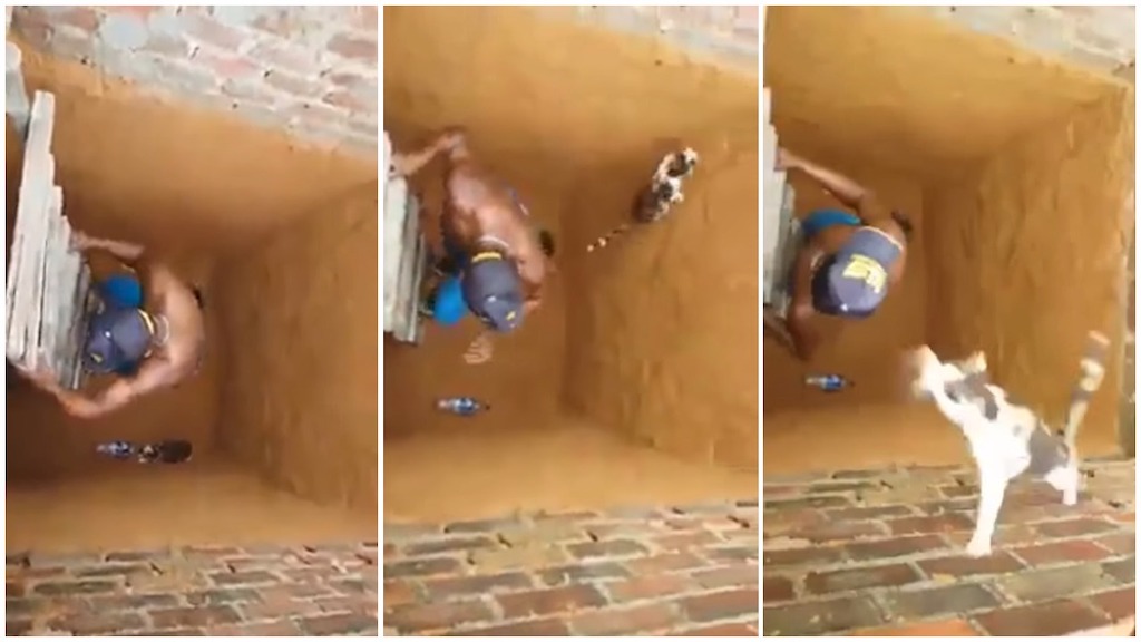 Cat Escapes Hole