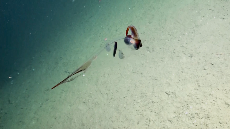 Cockatoo Squid