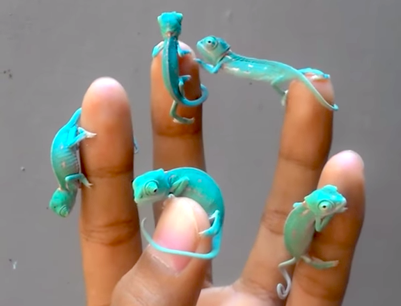 Five Baby Chameleons