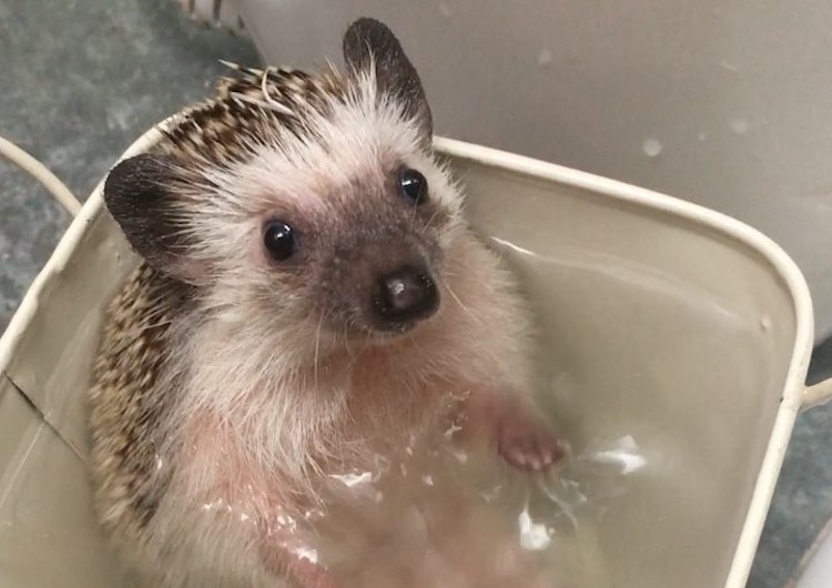 Hedgehog in Bathtub