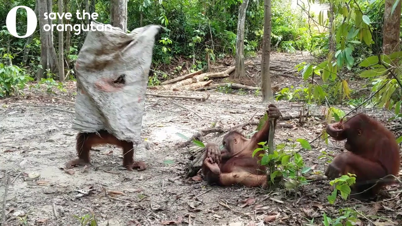 a-silly-little-orangutan-hilario.jpg