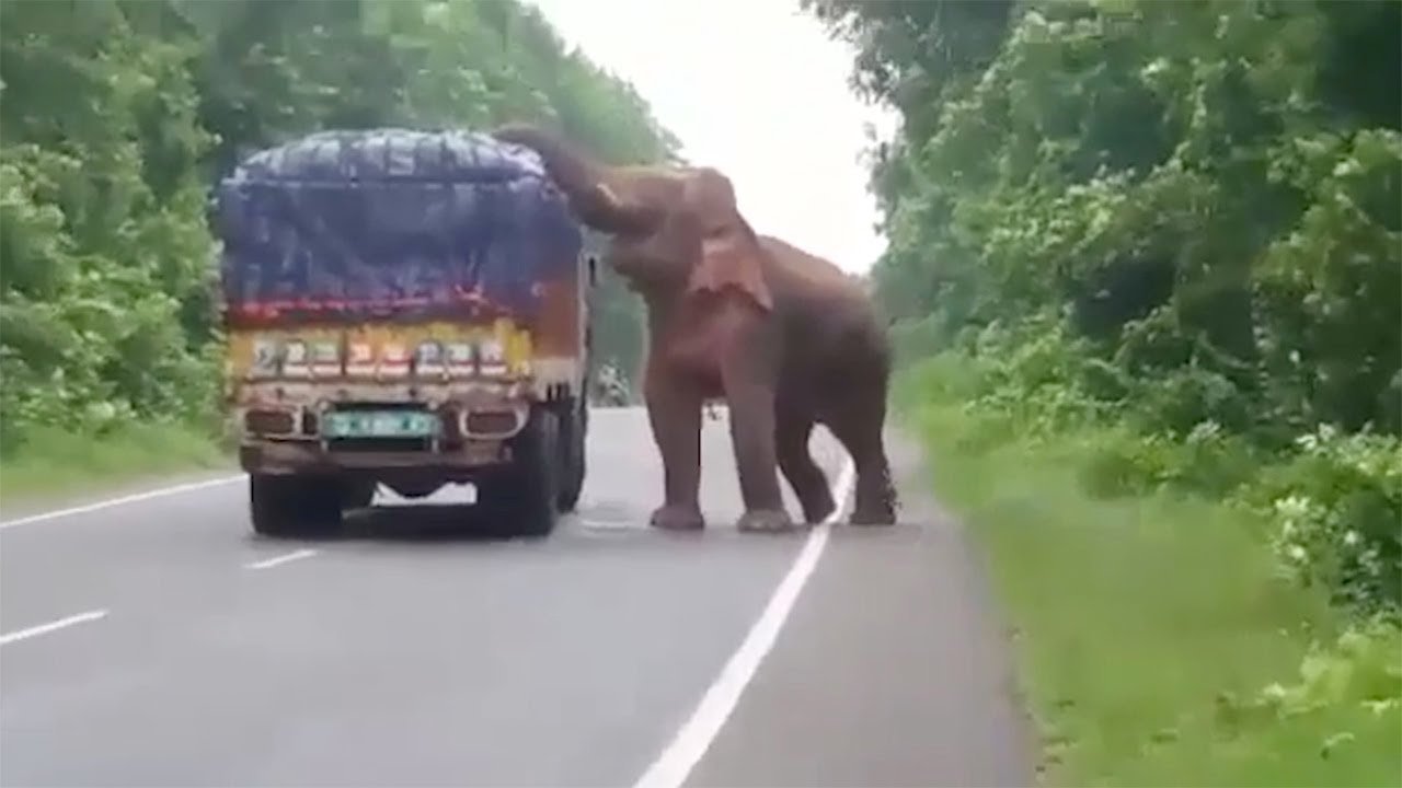 Свинья выпрыгнула из грузовика